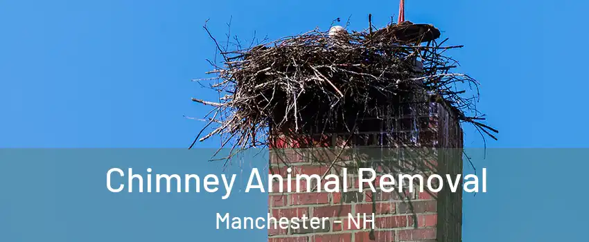 Chimney Animal Removal Manchester - NH
