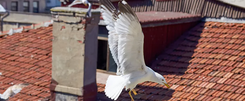 Residential Chimney Animal Removal Solution in Manchester, NH